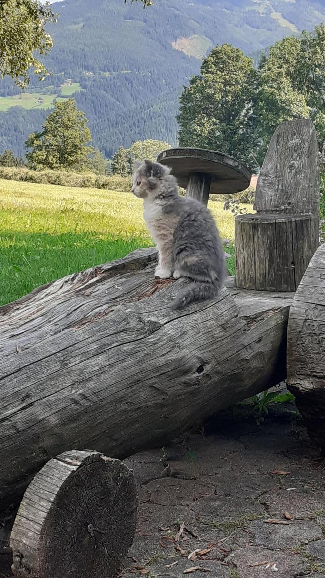 Pension Trillerhof Ramsau am Dachstein Kültér fotó